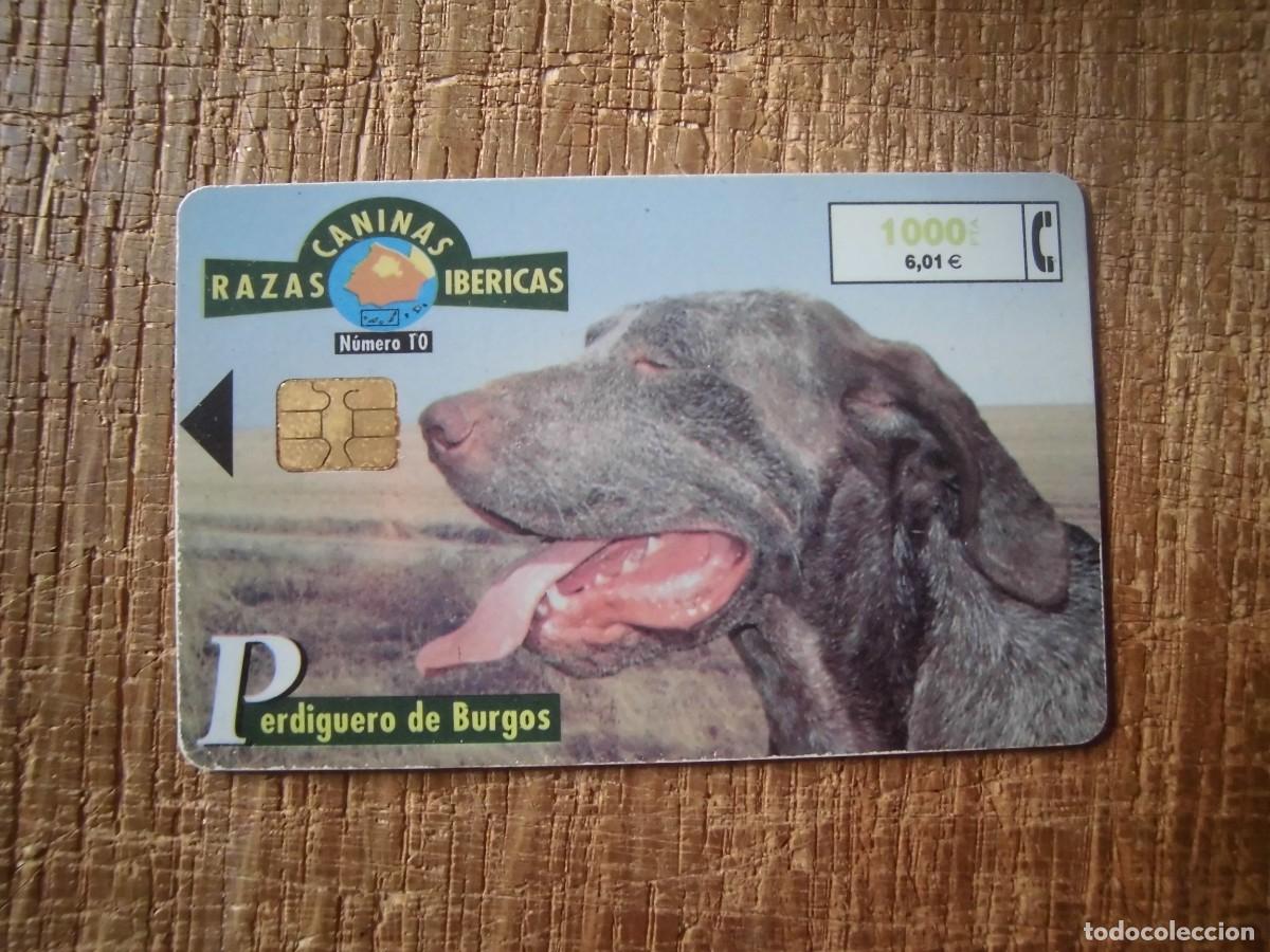 Tarjetas telef&oacute;nicas de colecci&oacute;n: TARJETA TELEF&Oacute;NICA PERDIGUERO DE BURGOS RAZAS CANINAS IB&Eacute;RICAS 1000 PESETAS
