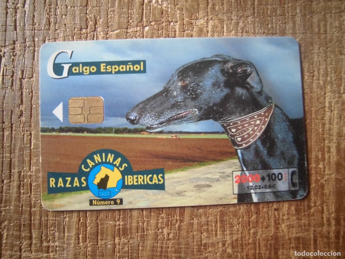 Tarjetas telef&oacute;nicas de colecci&oacute;n: TARJETA TELEF&Oacute;NICA GALGO ESPA&Ntilde;OL RAZAS CANINAS IB&Eacute;RICAS 2000 PESETAS