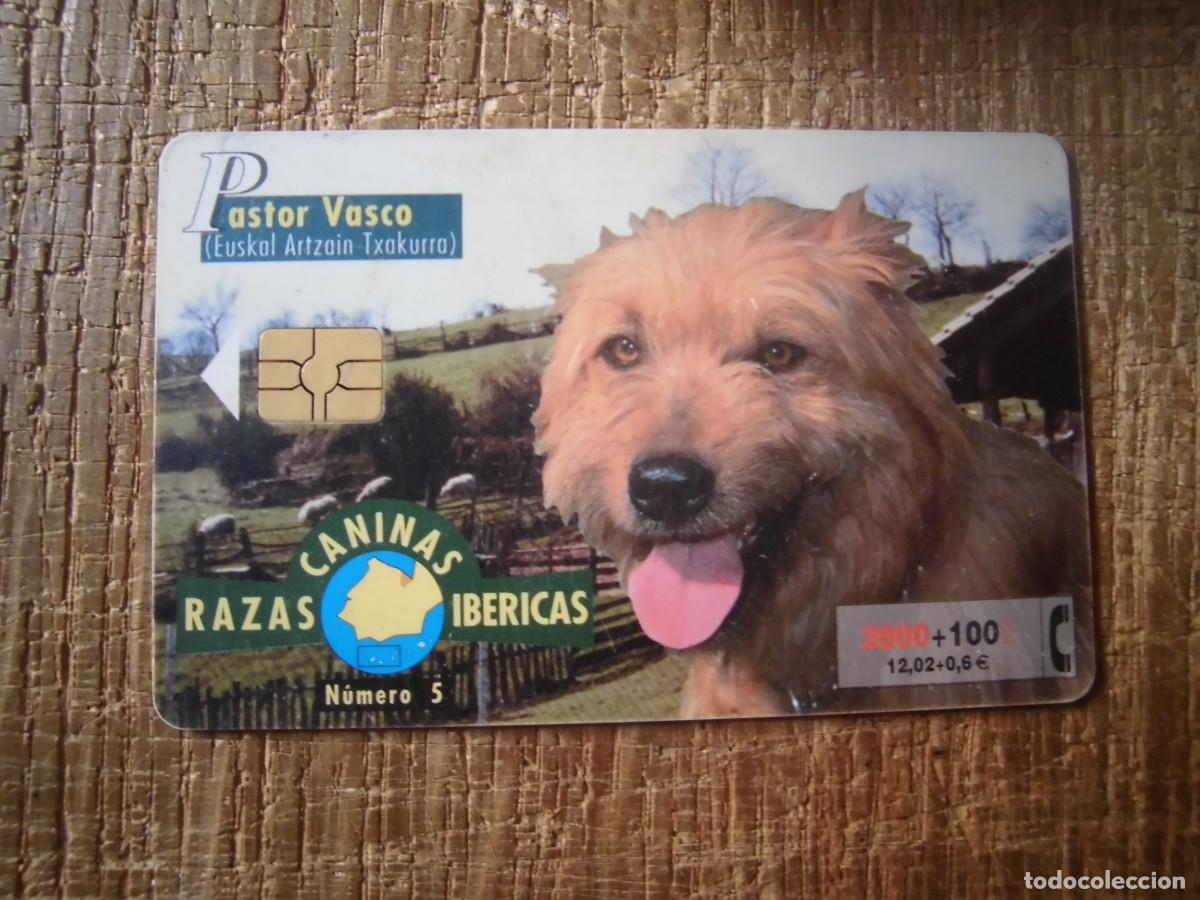 Tarjetas telef&oacute;nicas de colecci&oacute;n: TARJETA TELEF&Oacute;NICA PASTOR VASCO RAZAS CANINAS IB&Eacute;RICAS 2000 PESETAS