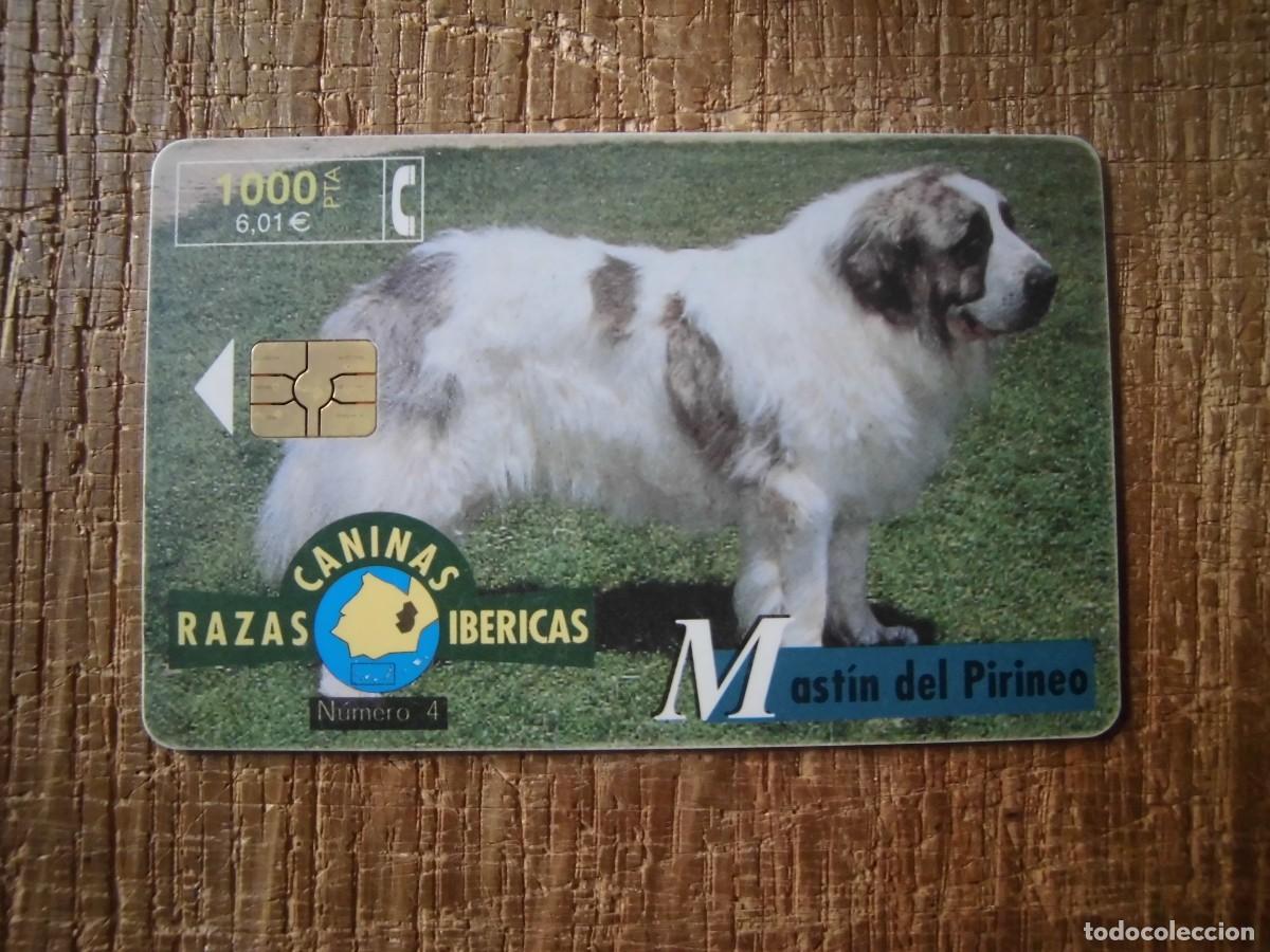 Tarjetas telef&oacute;nicas de colecci&oacute;n: TARJETA TELEF&Oacute;NICA MAST&Iacute;N DEL PIRINEO RAZAS CANINAS IB&Eacute;RICAS 1000 PESETAS
