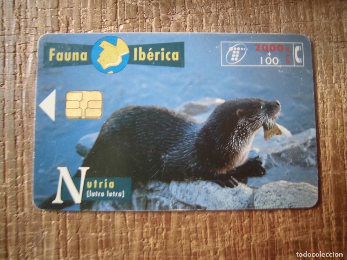 Tarjetas telef&oacute;nicas de colecci&oacute;n: TARJETA TELEF&Oacute;NICA NUTRIA FAUNA IB&Eacute;RICA 2000 PESETAS