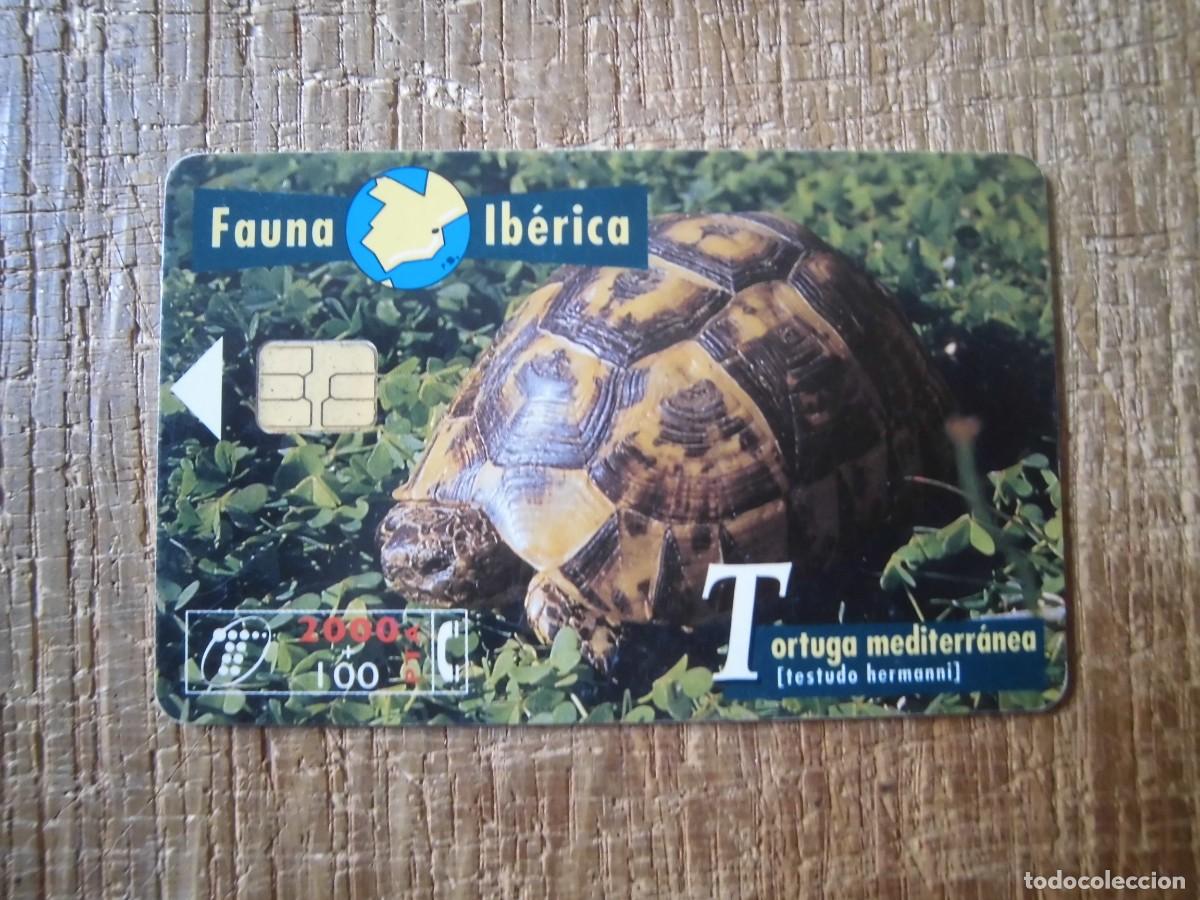 Tarjetas telef&oacute;nicas de colecci&oacute;n: TARJETA TELEF&Oacute;NICA TORTUGA MEDITERR&Aacute;NEA FAUNA IB&Eacute;RICA 2000 PESETAS