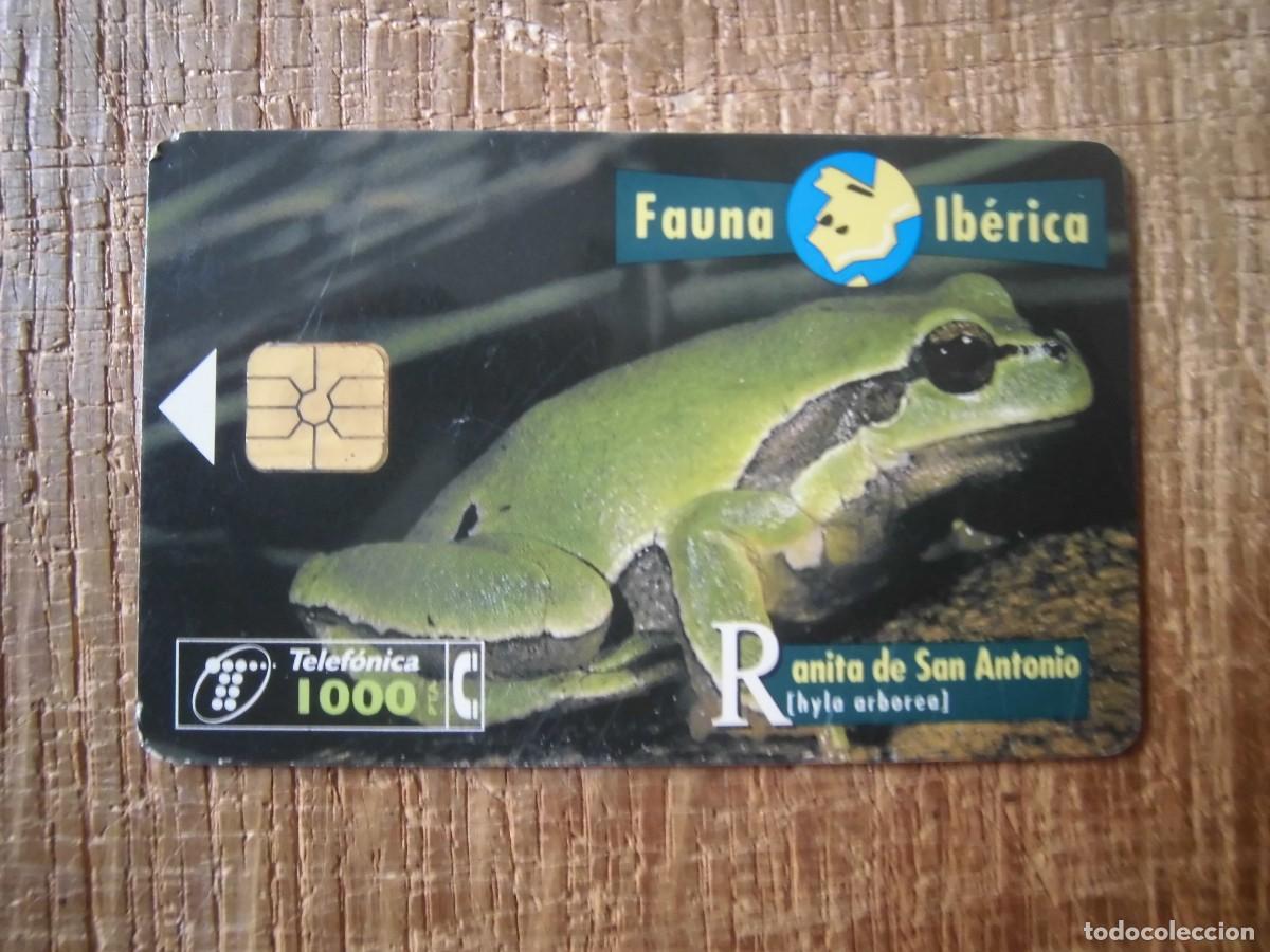 Tarjetas telef&oacute;nicas de colecci&oacute;n: TARJETA TELEF&Oacute;NICA RANITA DE SAN ANTONIO FAUNA IB&Eacute;RICA 1000 PESETAS