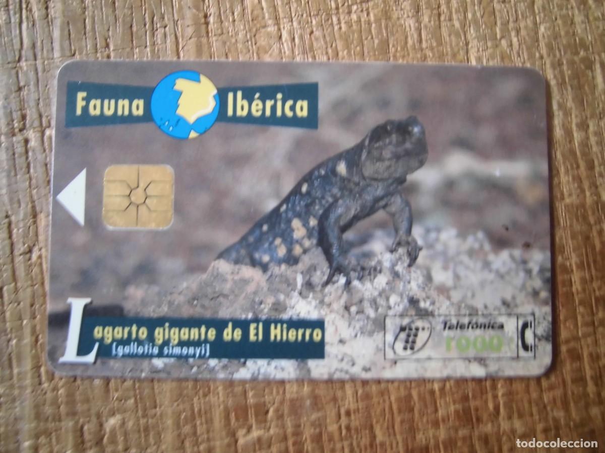 Tarjetas telef&oacute;nicas de colecci&oacute;n: TARJETA TELEF&Oacute;NICA LAGARTO GIGANTE DE EL HIERRO FAUNA IB&Eacute;RICA 1000 PESETAS