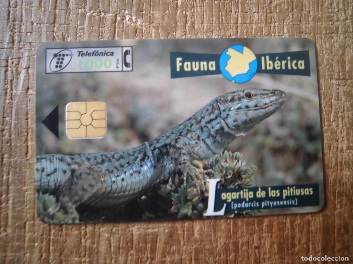 Tarjetas telef&oacute;nicas de colecci&oacute;n: TARJETA TELEF&Oacute;NICA LAGARTIJA DE LAS PITIUSAS FAUNA IB&Eacute;RICA 1000 PESETAS