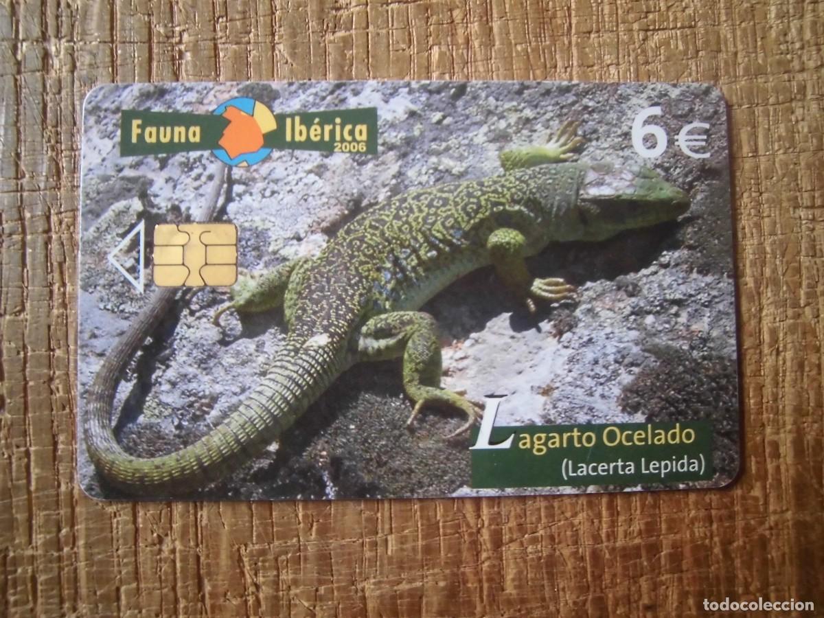 Tarjetas telef&oacute;nicas de colecci&oacute;n: TARJETA TELEF&Oacute;NICA LAGARTO OCELADO FAUNA IB&Eacute;RICA 6 EUROS