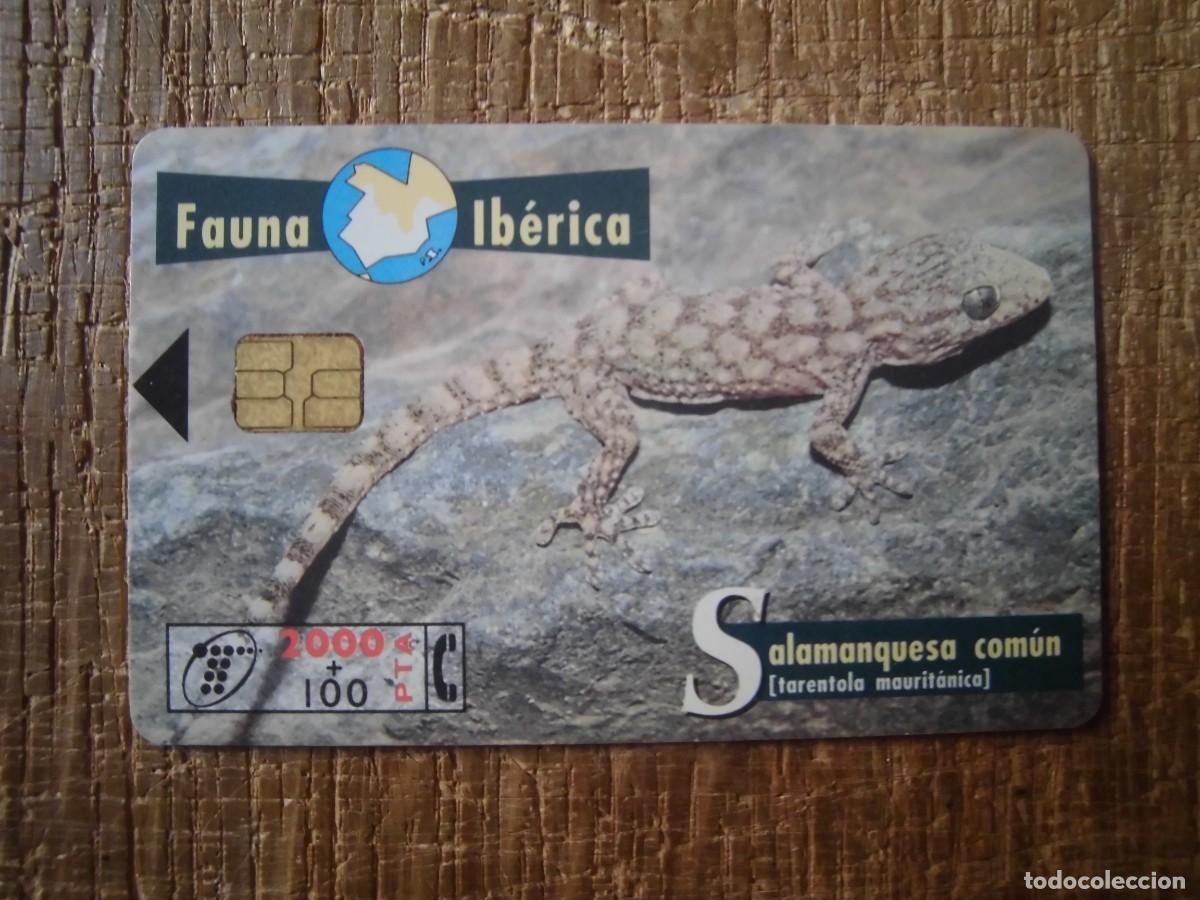 Tarjetas telef&oacute;nicas de colecci&oacute;n: TARJETA TELEF&Oacute;NICA SALAMANQUESA COM&Uacute;N FAUNA IB&Eacute;RICA 2000 PESETAS