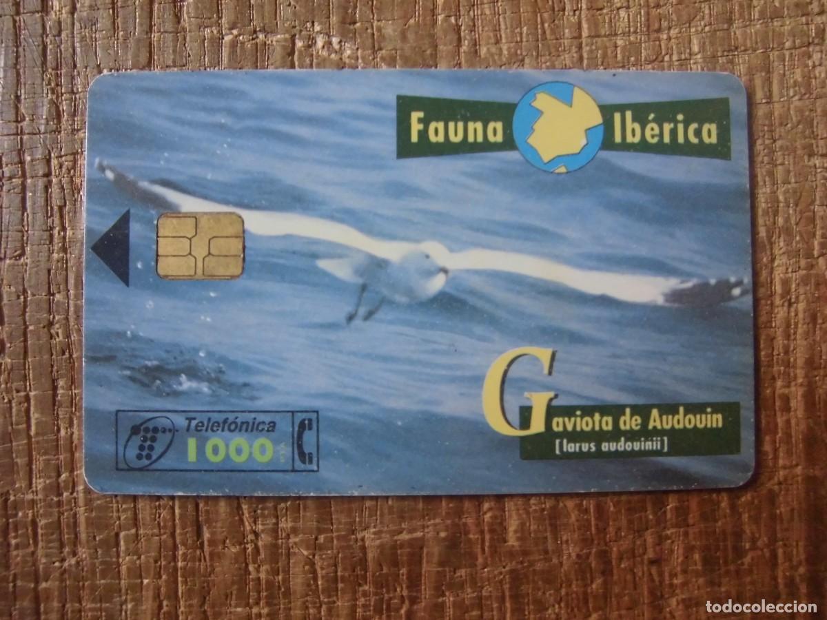 Tarjetas telef&oacute;nicas de colecci&oacute;n: TARJETA TELEF&Oacute;NICA GAVIOTA DE AUDOUIN FAUNA IB&Eacute;RICA 1000 PESETAS