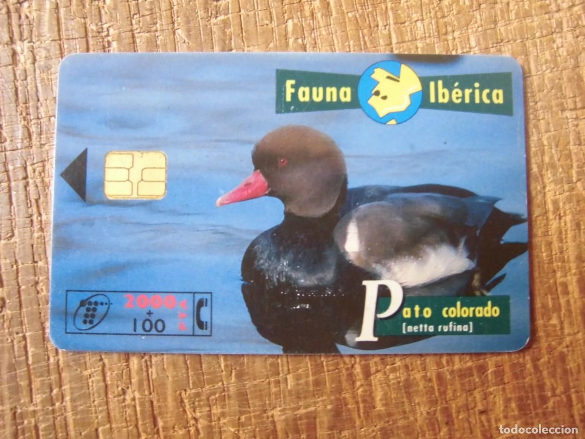 Tarjetas telef&oacute;nicas de colecci&oacute;n: TARJETA TELEF&Oacute;NICA PATO COLORADO FAUNA IB&Eacute;RICA 2000 PESETAS