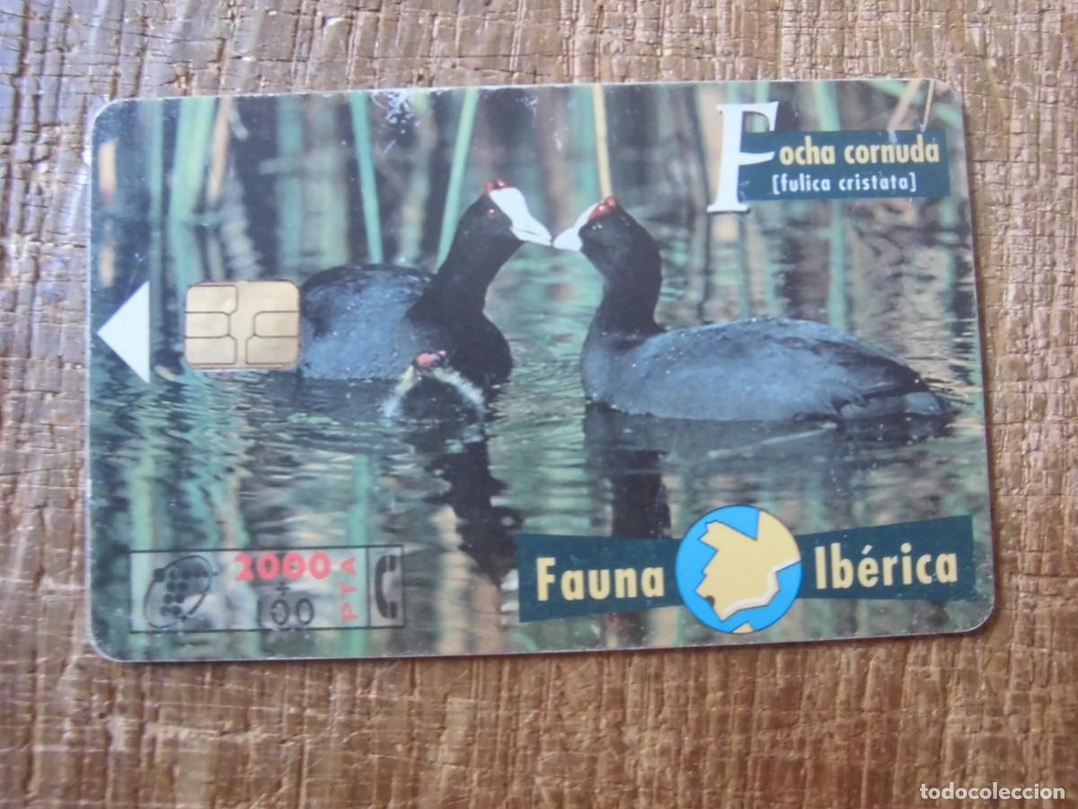 Tarjetas telef&oacute;nicas de colecci&oacute;n: TARJETA TELEF&Oacute;NICA FOCHA CORNUDA FAUNA IB&Eacute;RICA 1000 PESETAS