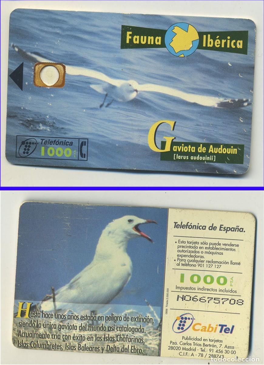 Tarjetas telef&oacute;nicas de colecci&oacute;n: TARJETA TELEF&Oacute;NICA FAUNA IB&Eacute;RICA GAVIOTA DE AUDOVIN 1000 PESETAS USADA