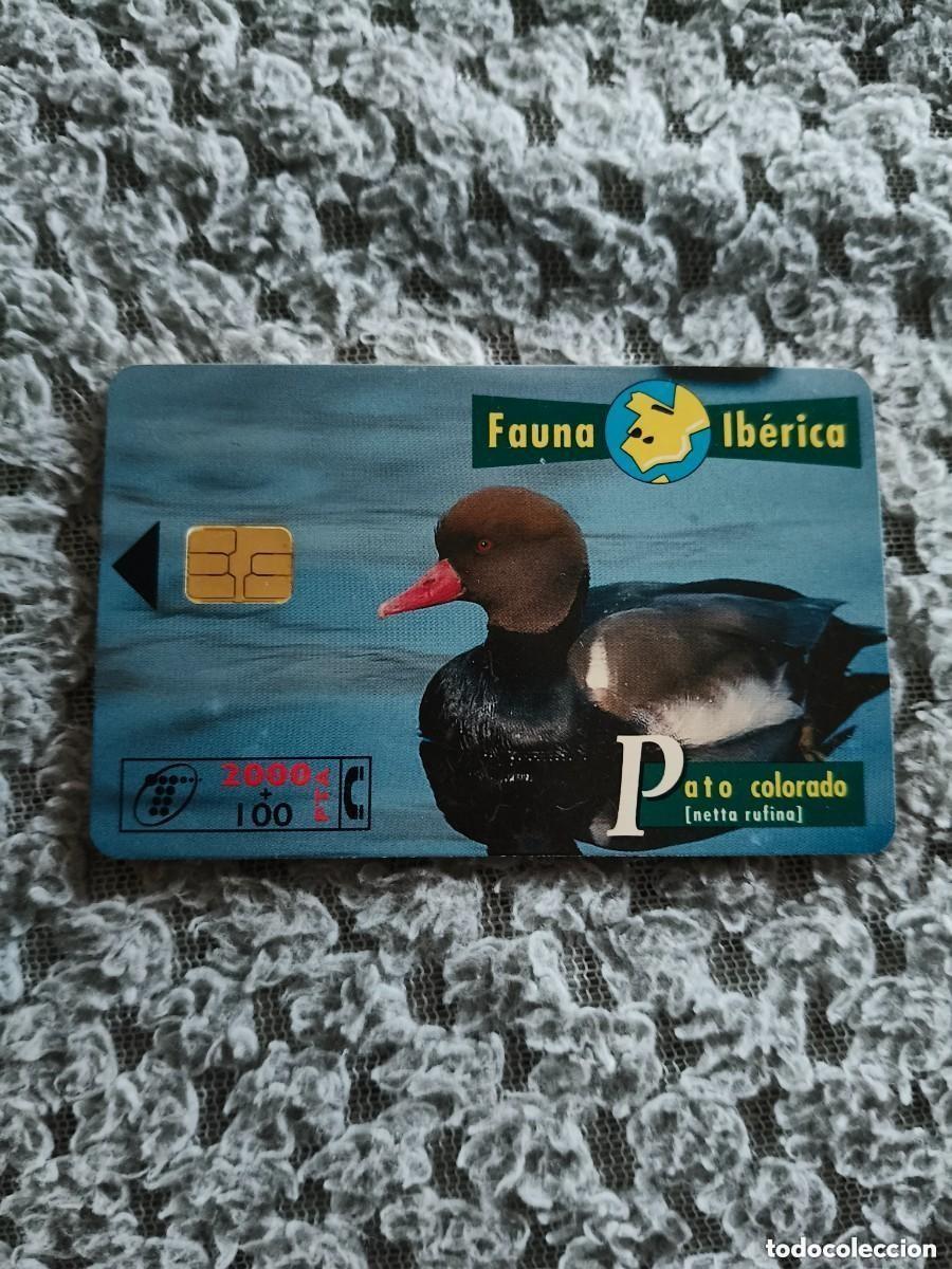 Tarjetas telef&oacute;nicas de colecci&oacute;n: TARJETA TELEFONICA SERIE FAUNA IBERICA PATO COLORADO