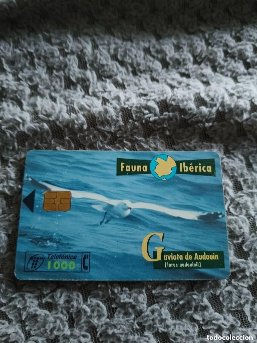 Tarjetas telef&oacute;nicas de colecci&oacute;n: TARJETA TELEFONICA FAUNA IBERICA GAVIOTA DE AUDOVIN