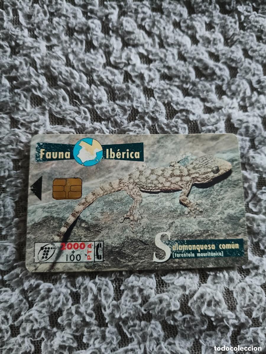 Tarjetas telef&oacute;nicas de colecci&oacute;n: Tarjeta Telef&oacute;nica Fauna Ib&eacute;rica - Salamanquesa com&uacute;n