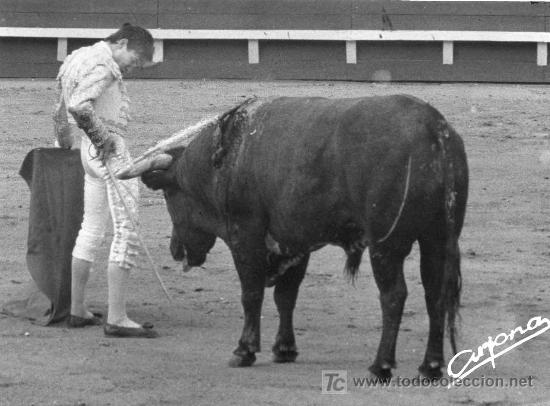 Tauromachia: FOTOGRAFIA ORIGINAL DE ARJONA AL DIESTRO ANGEL TERUEL TOREANDO DE MULETA.