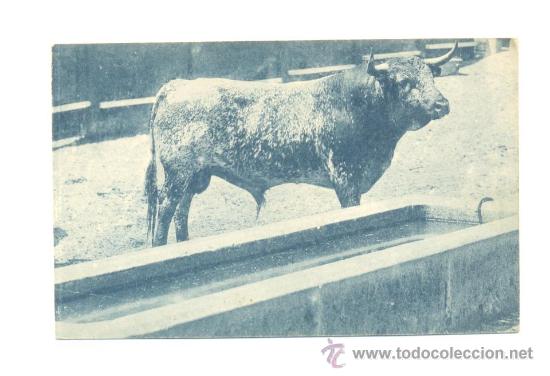Tauromaquia: UN PRECIOSO EJEMPLAR EN LOS CORRALES. - Foto 1