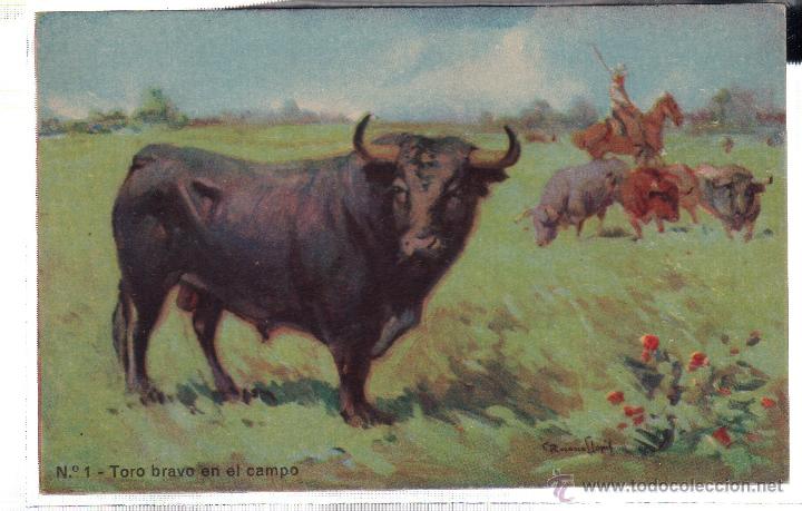 Stierkampf: TARJETA POSTAL. TORO BRAVO EN EL CAMPO. N&ordm; 1