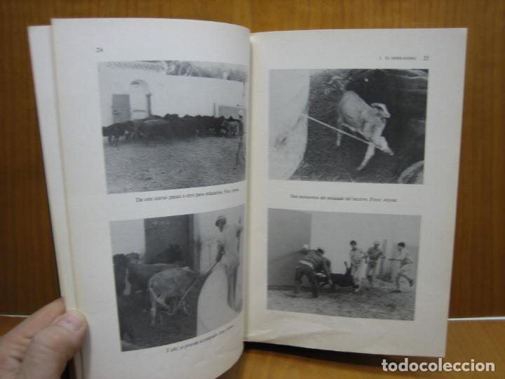 Tauromaquia: El toro Bravo - Foto 3
