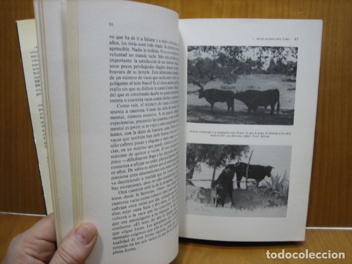 Tauromaquia: El toro Bravo - Foto 4
