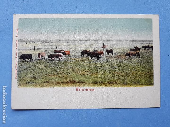 Tauromaquia: Postal antigua. TOROS EN LA DEHESA. - Foto 1