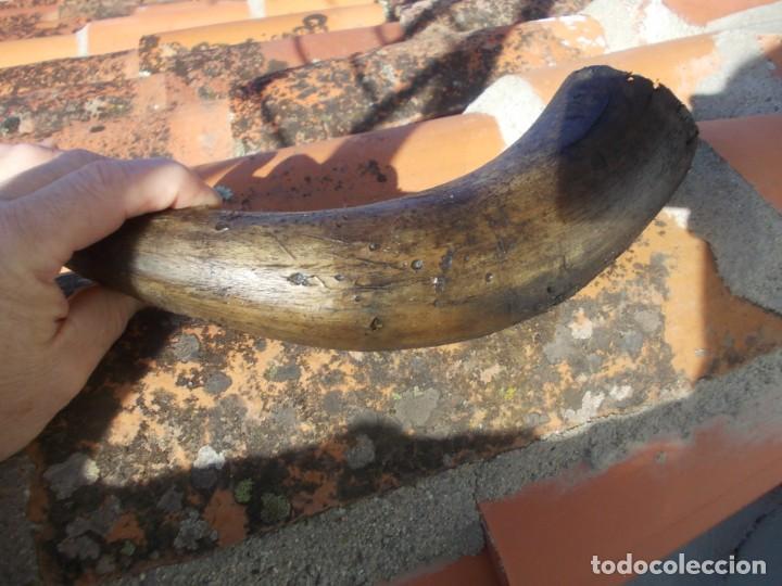 Tauromaquia: cuerno hueco de toro - Foto 4