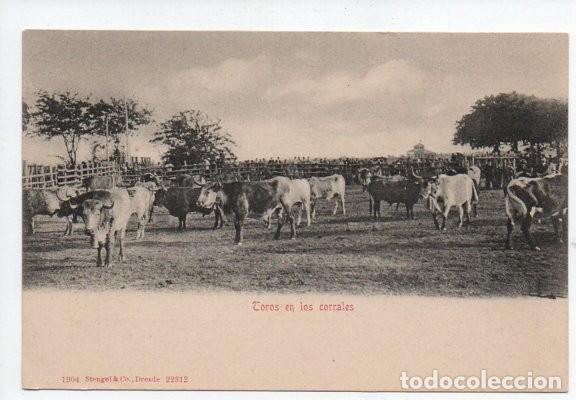 Tauromaquia: POSTAL, TOROS EN LOS CORRALES. 1904 STENGEL & Co., DRESDE 22312. SIN CIRCULAR. REVERSO SIN DIVIDIR.