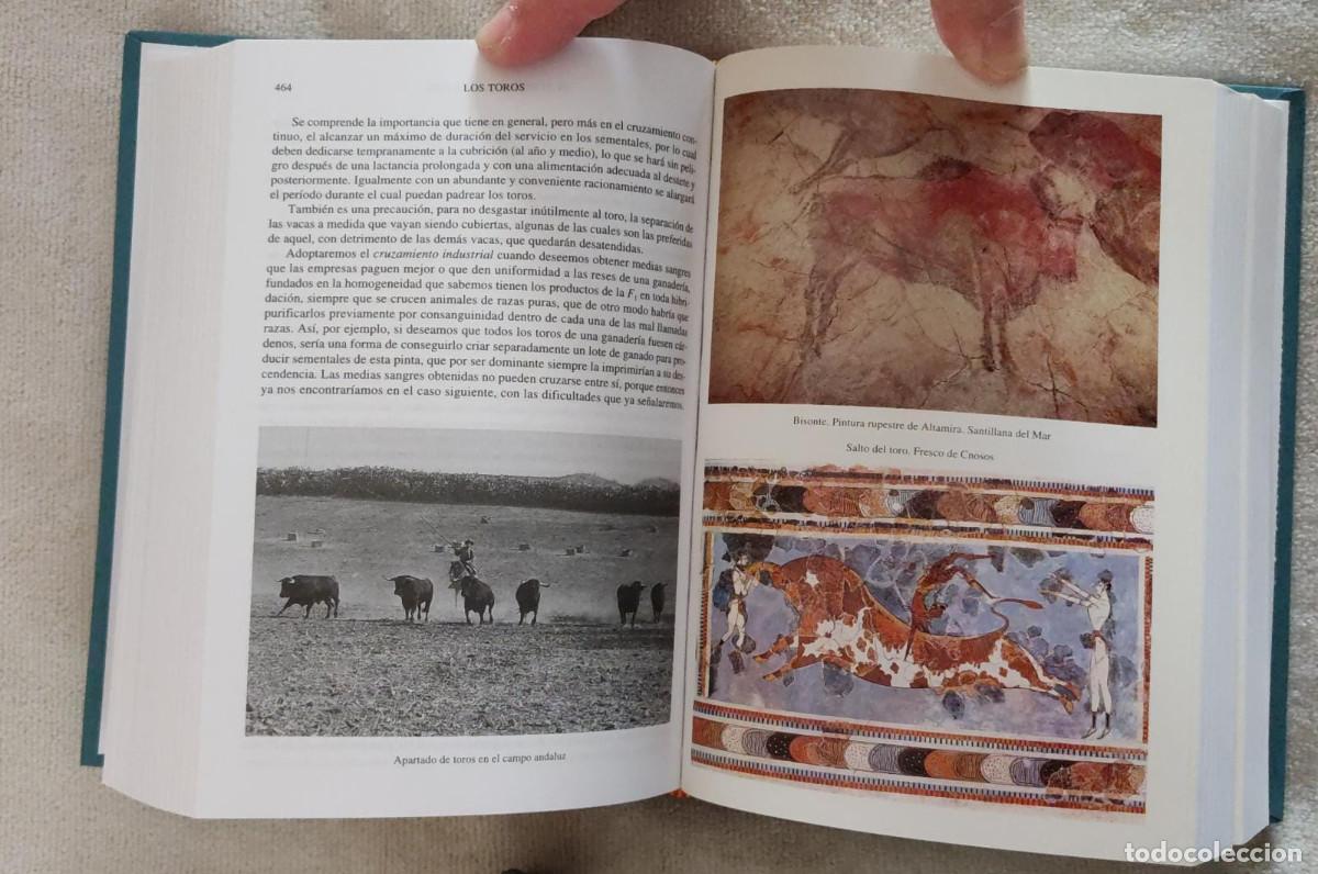 Tauromaquia: LOS TOROS. - Foto 5