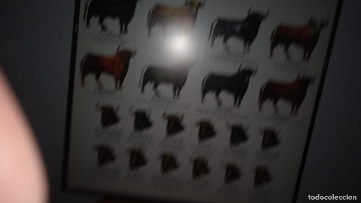 Tauromaquia: Cuadro de Toros, diferentes razas, Tr - Foto 3