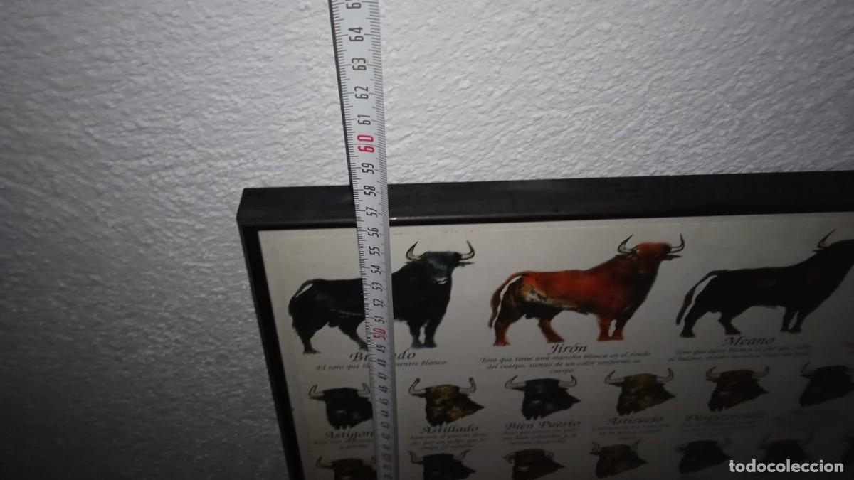Tauromaquia: Cuadro de Toros, diferentes razas, Tr - Foto 6