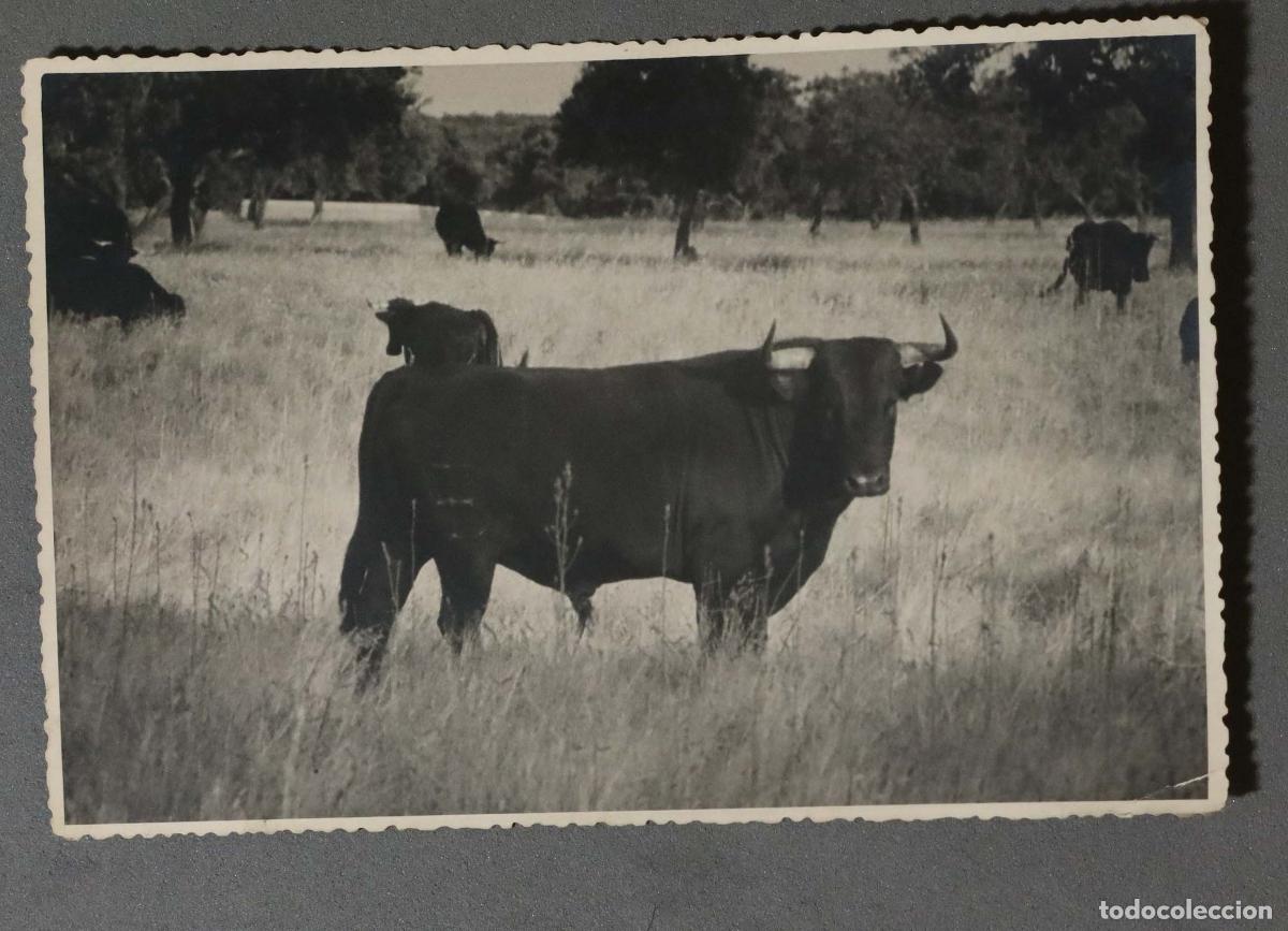 Tauromaquia: FOTOGRAFIA. SEMENTAL CORDOBES. GANADERIA LISARDO SANCHEZ. FOTOGRAFO EMILIO. BADAJOZ