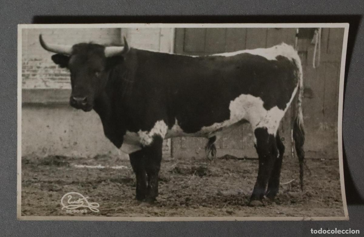 Bullfighting: FOTOGRAFIA. TORO GANADERIA MANUEL ARRANZ