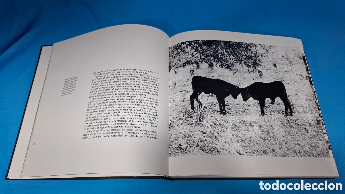 Tauromaquia: TOROS DE IBERIA - ROBERT VAVRA - Foto 5