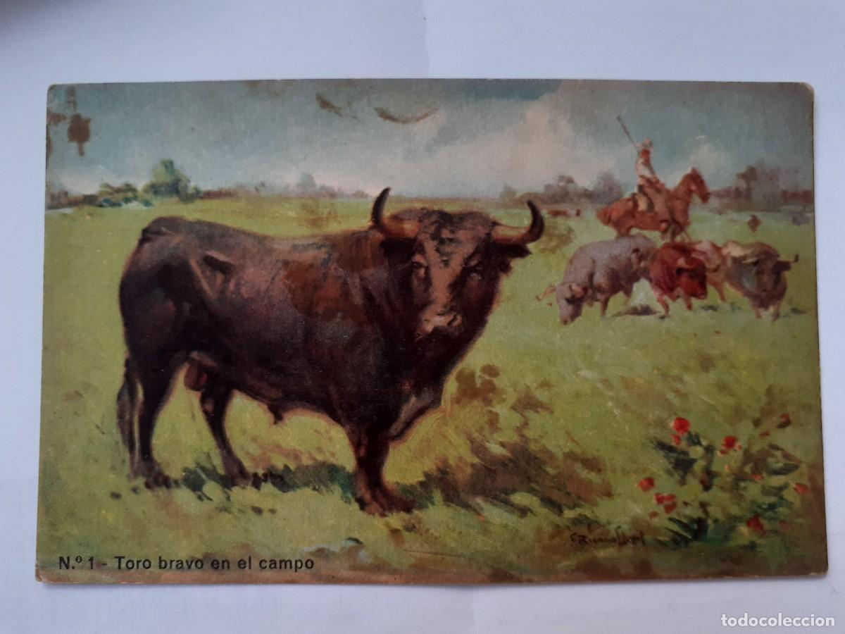 Tauromaquia: POSTAL - TORO BRAVO EN EL CAMPO - S/C - Foto 1