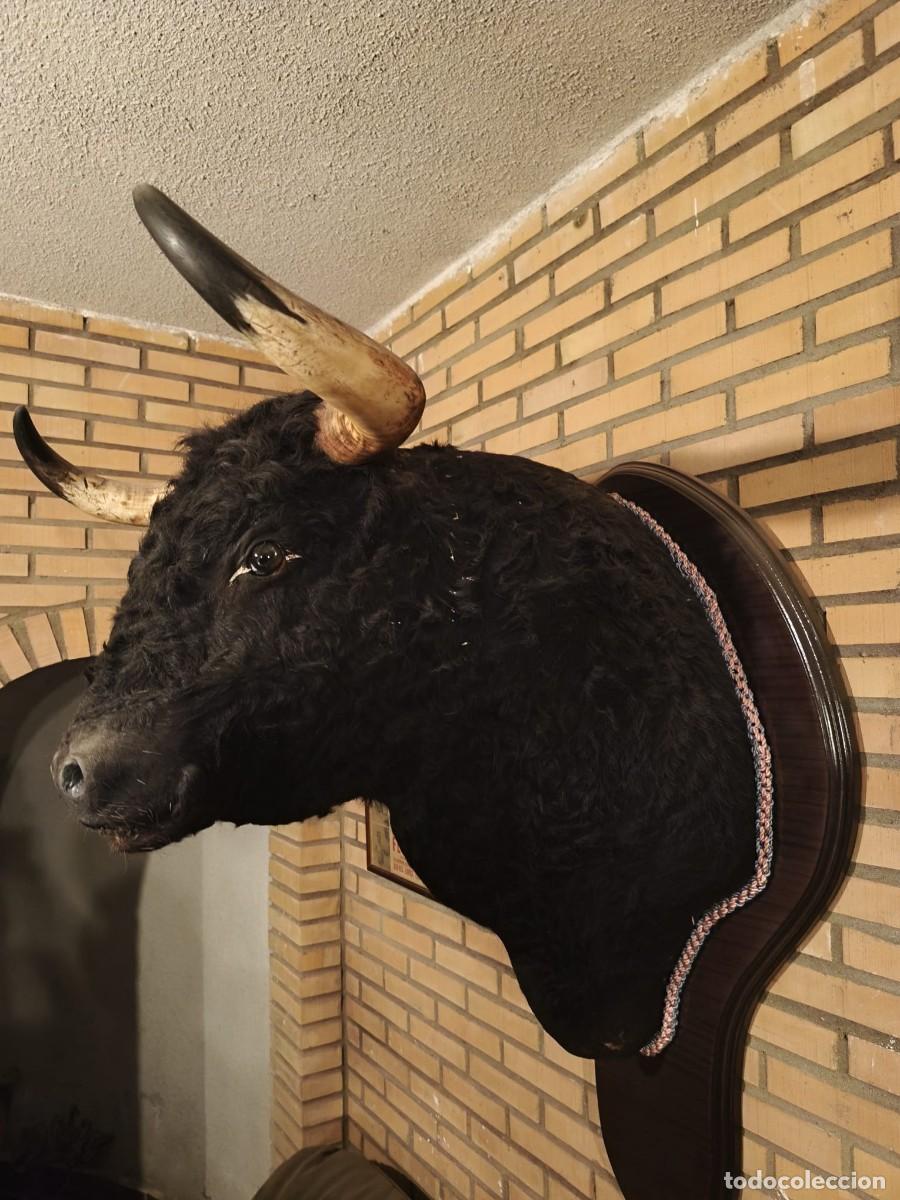 Tauromaquia: CABEZA DE TORO DISECADA - Foto 1