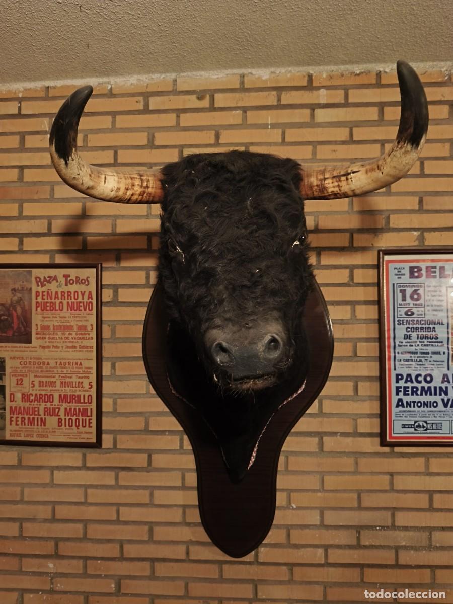 Tauromaquia: CABEZA DE TORO DISECADA - Foto 2