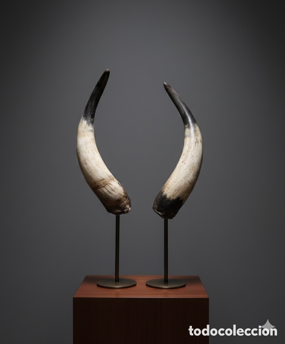 Tauromaquia: PAREJA DE CUERNOS DE TORO O VACA