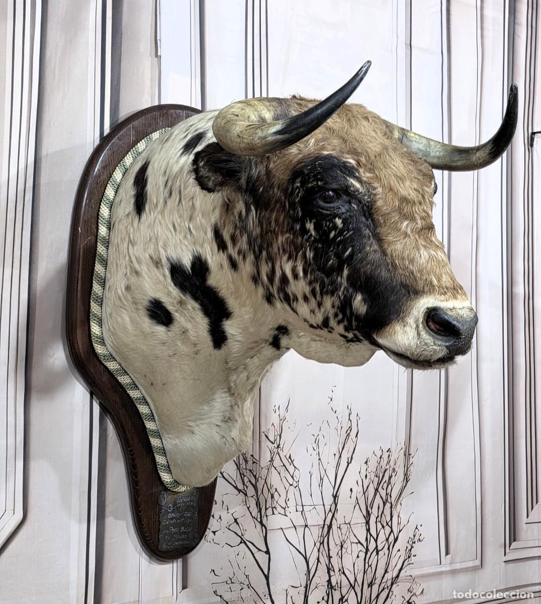 Bullfighting: Cabeza de toro disecada de taxidermia decorativa para pared.
