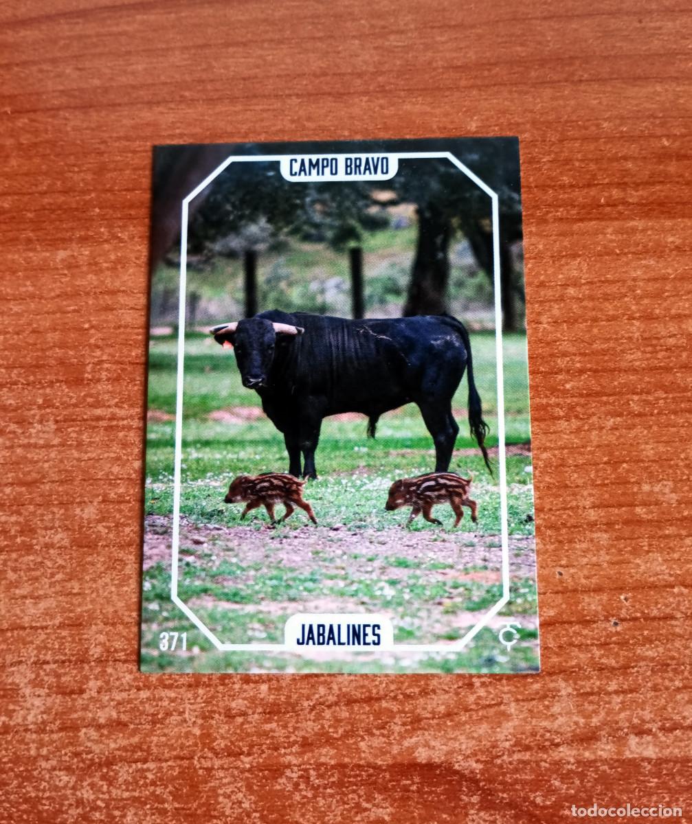 Tauromaquia: Cromo Taurocromos 2026 - N&ordm; 371 - Campo bravo - Jabalines