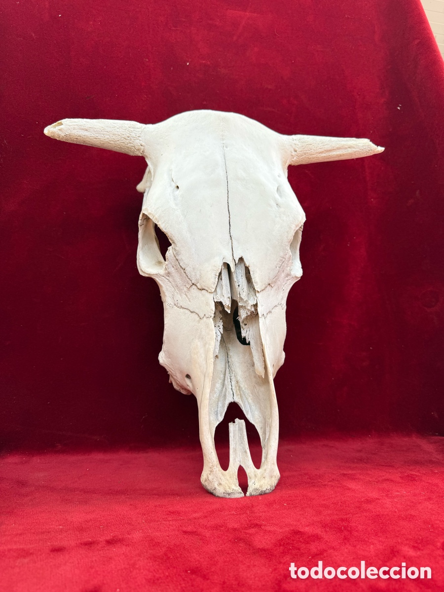 Tauromaquia: Bonito craneo de toro o vaca!