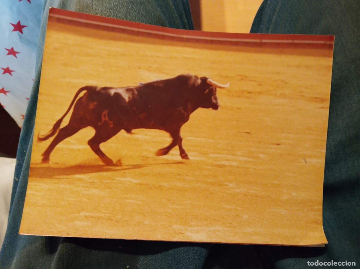 Tauromaquia: Toro cartujano lidia maestranza Sevilla por pepe luis vargas
