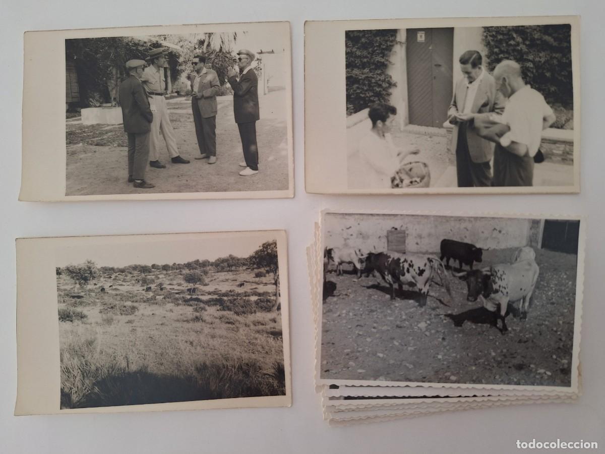 Tauromaquia: LOTE 19 FOTOGRAFIAS TAMA&Ntilde;O POSTAL TOROS GANADERIA MIURA SEVILLA TAUROMAQUIA RV CASTILLO MONROY CACER