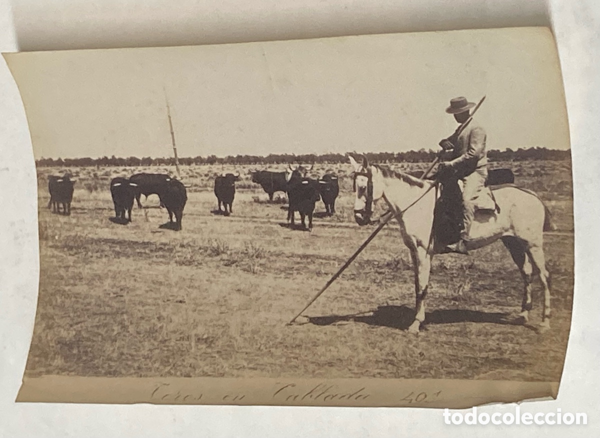 Stierkampf: SEVILLA SIGLO XIX - FOTOGRAF&Iacute;A ALB&Uacute;MINA DE E. BEAUCHY - N&ordm; 401 TOROS EN CAMPO