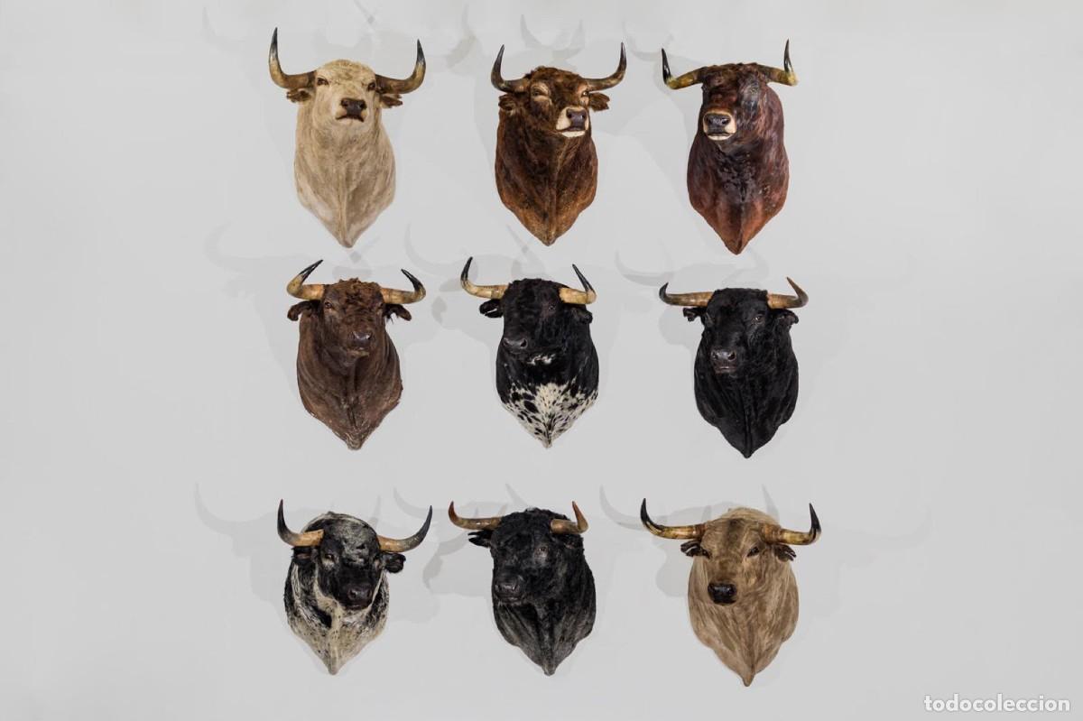 Tauromaquia: Colecci&oacute;n 9 cabezas toro de lidia naturalizadas. Soporte acero corten