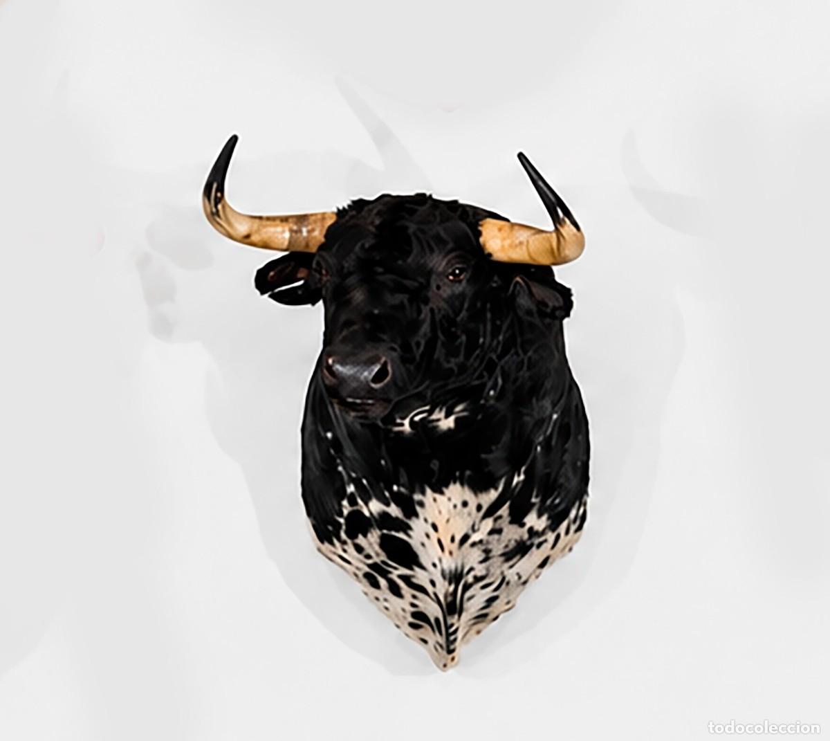 Tauromaquia: Cabeza toro de lidia naturalizada. Negro bragado. 1 m. Corten
