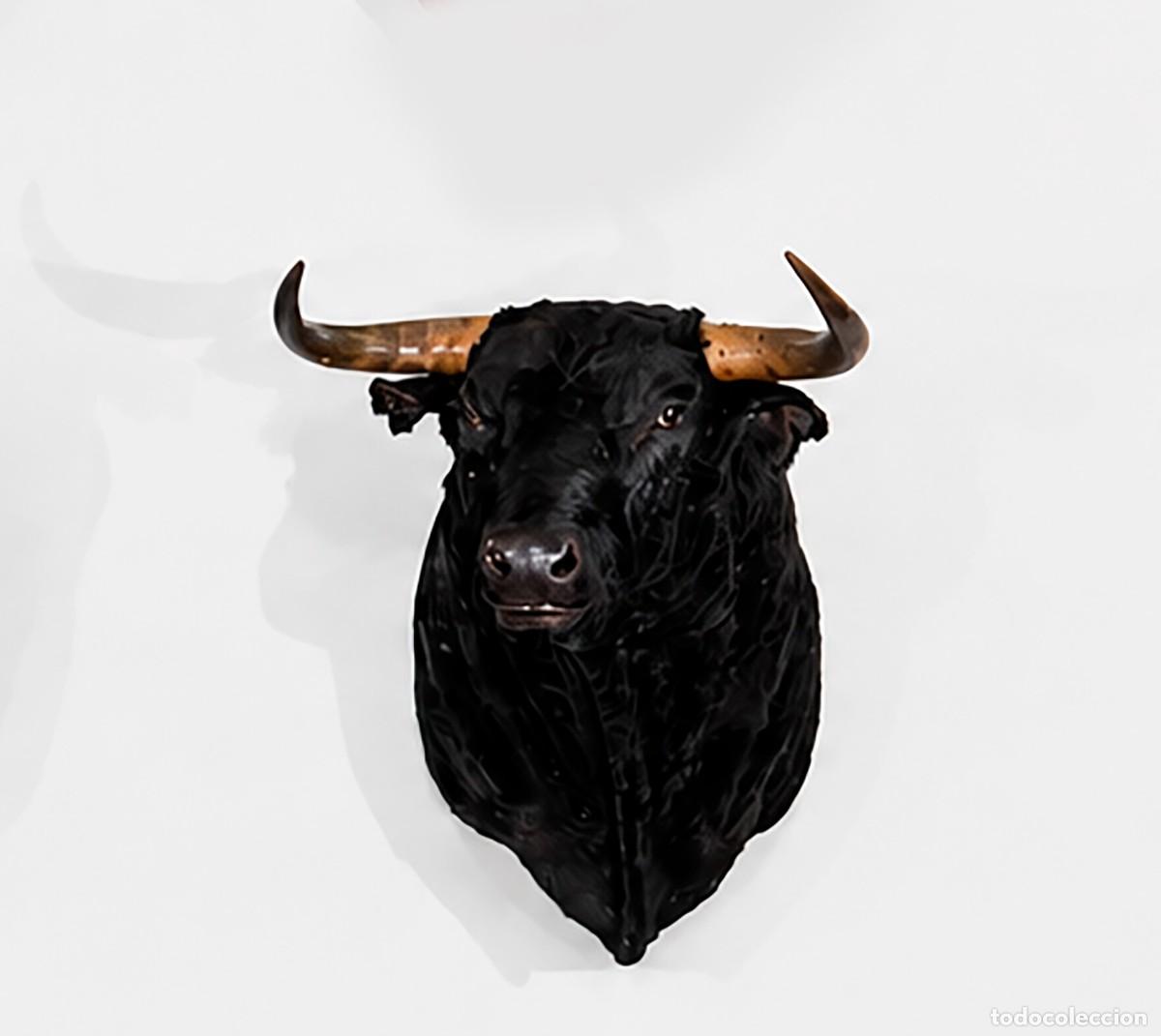 Tauromaquia: Cabeza toro de lidia naturalizada. Negro zaino astifino. 1 m