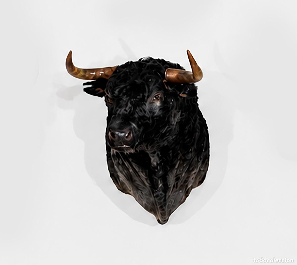 Tauromaquia: Cabeza toro de lidia naturalizada. Negro zaino. 1 m. Acero corten