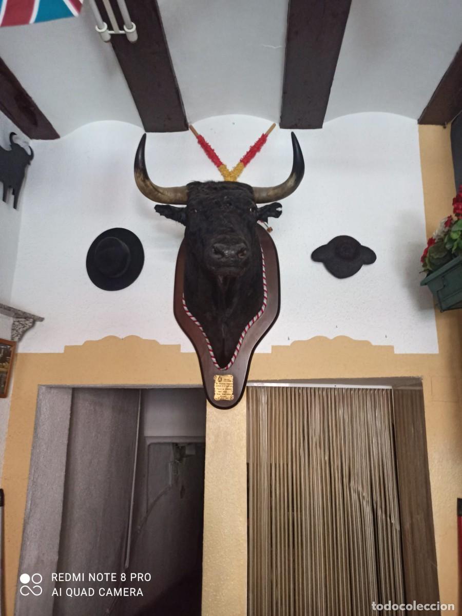 Tauromaquia: Cabeza de Toro &rdquo;Mostaza&rdquo; de Hermanos Sampedro &ndash; Real Maestranza de Sevilla (Finito de C&oacute;rdoba)