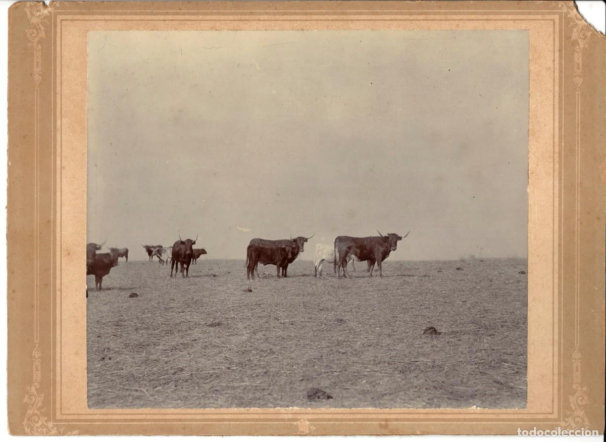 Tauromaquia: ALBUMINA QUE FUE DE MANUEL CLAVERO AREVALO MINISTRO TOROS BRAVOS EN LA DEHESA 36X26 M32