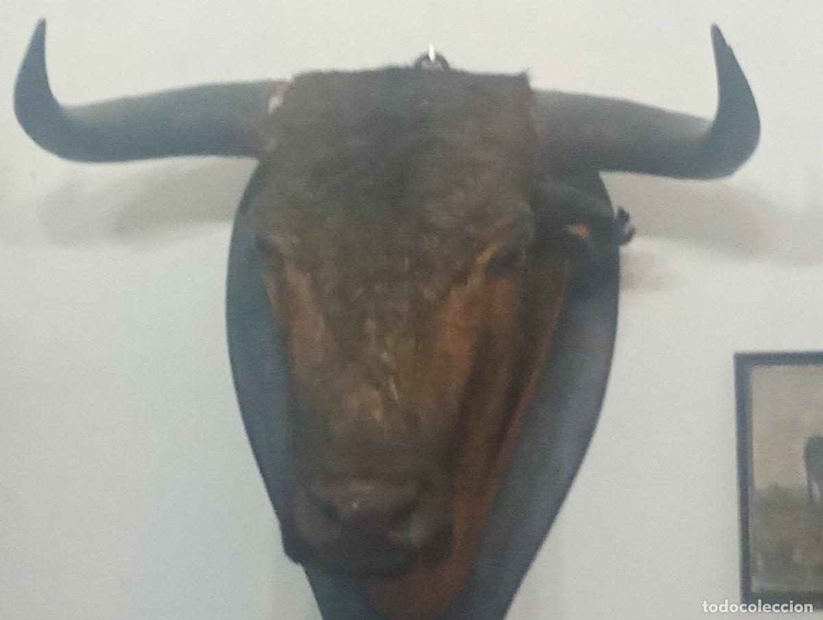 Stierkampf: Cabeza toro sobre tabla de madera con cinta alrededor del cuello