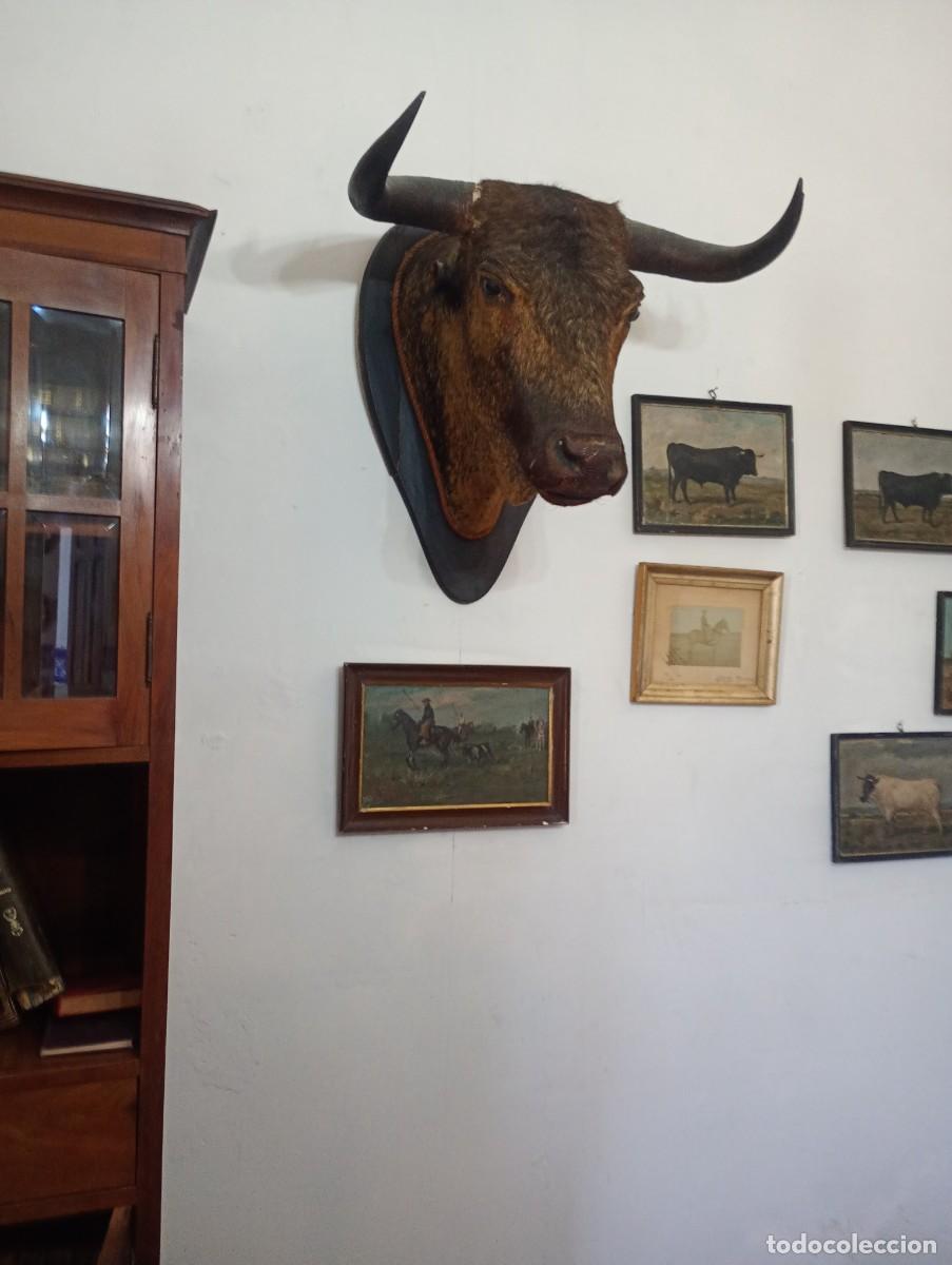Tauromachia: Cabeza toro sobre tabla de madera con cinta alrededor del cuello